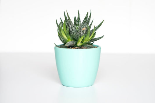 Terracotta Planter Set of Three